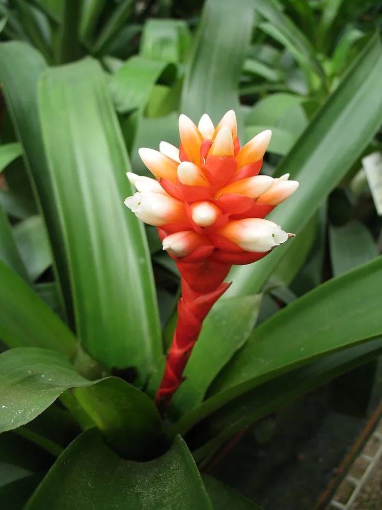 Plante guzmania musaica montrant ses caractéristiques typiques