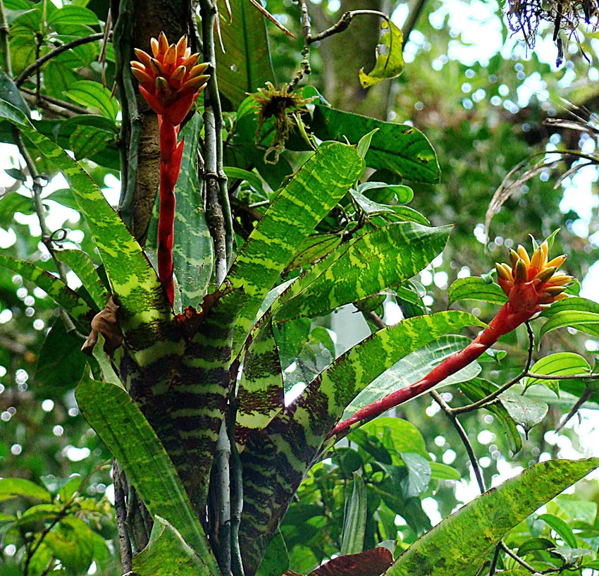 Plante guzmania musaica montrant ses caractéristiques typiques