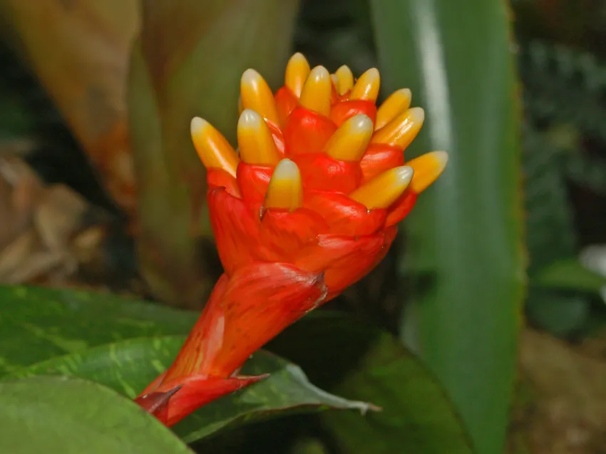 Plante guzmania musaica montrant ses caractéristiques typiques