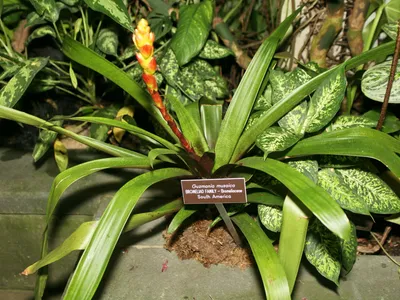Image miniature guzmania musaica