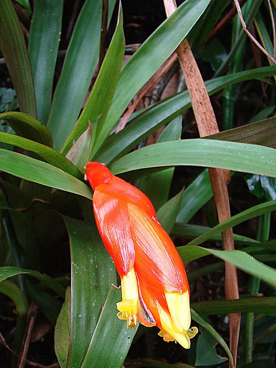 Plante guzmania nicaraguensis montrant ses caractéristiques typiques