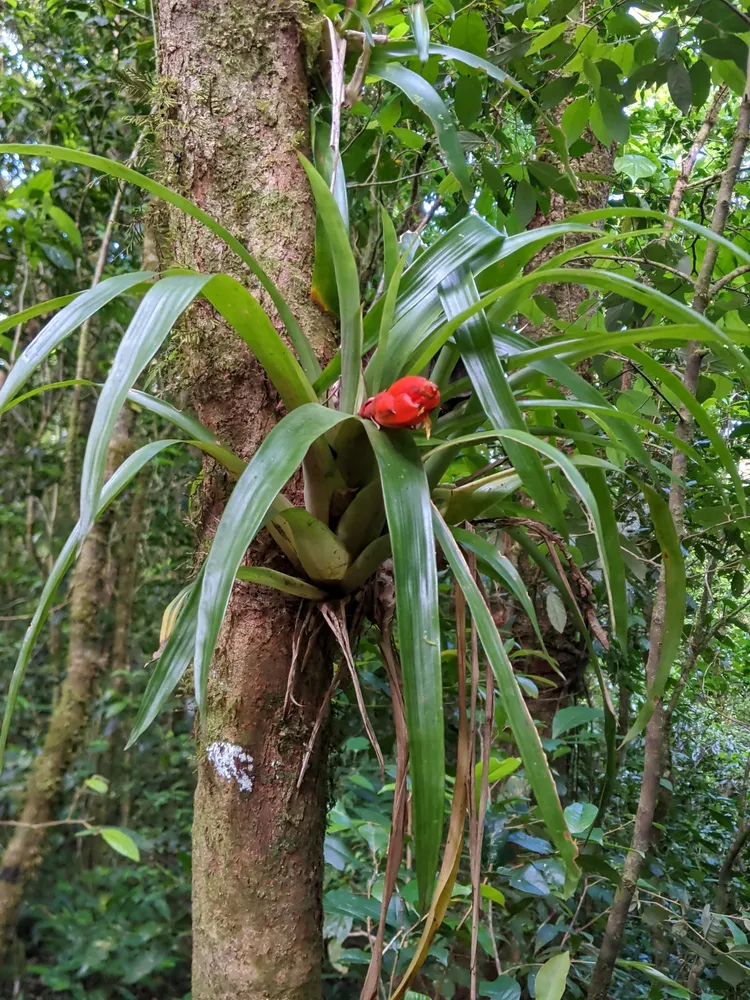 Plante guzmania nicaraguensis montrant ses caractéristiques typiques