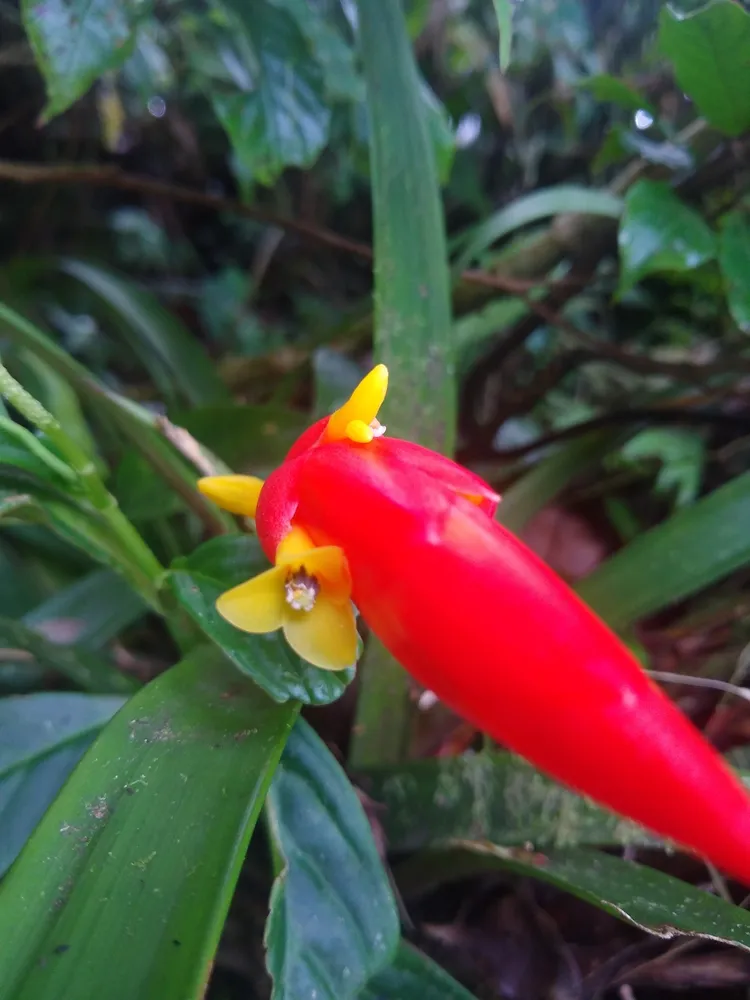 Plante guzmania nicaraguensis montrant ses caractéristiques typiques