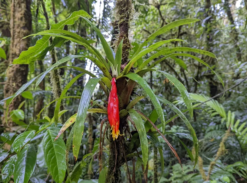 Plante guzmania nicaraguensis montrant ses caractéristiques typiques