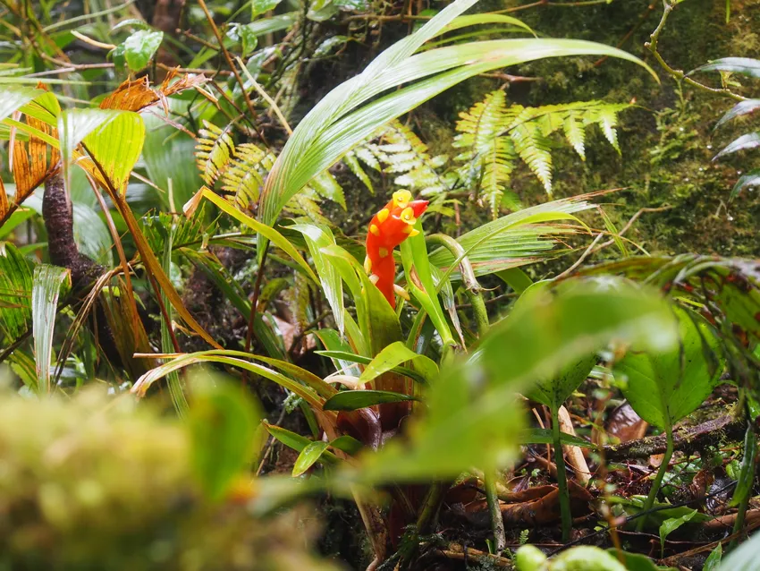 Plante guzmania nicaraguensis montrant ses caractéristiques typiques