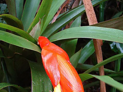 Image miniature guzmania nicaraguensis