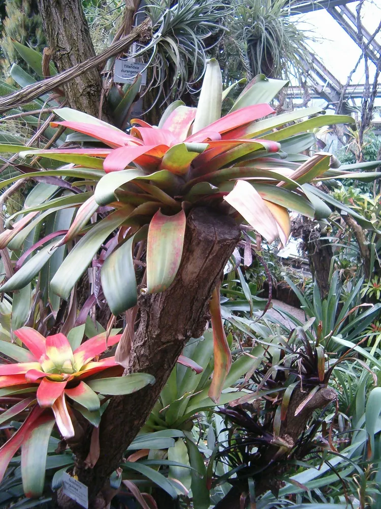 Plante guzmania sanguinea montrant ses caractéristiques typiques