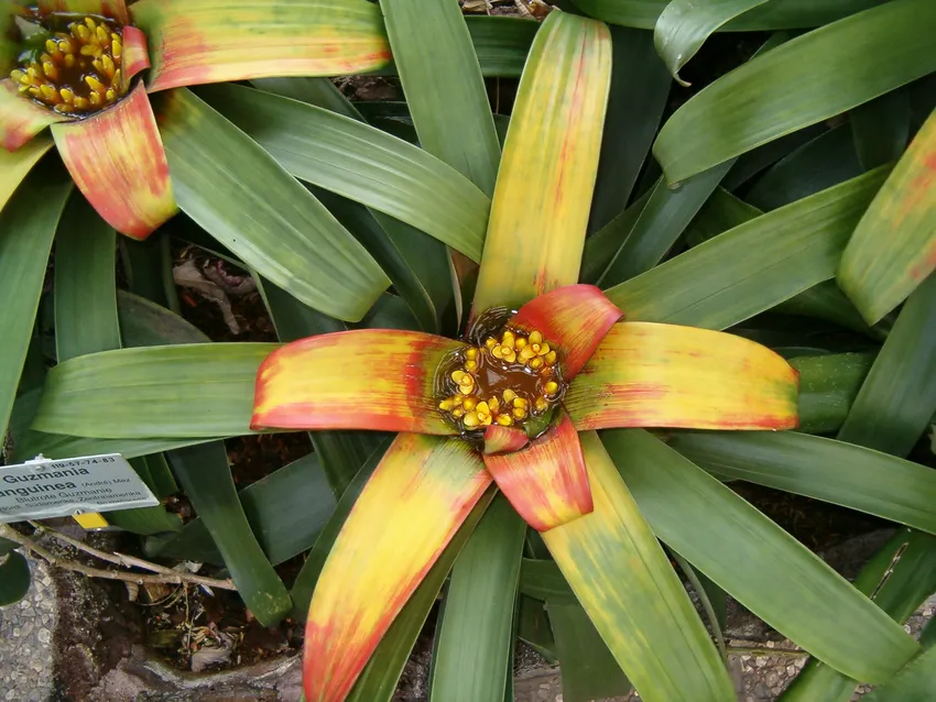 Plante guzmania sanguinea montrant ses caractéristiques typiques