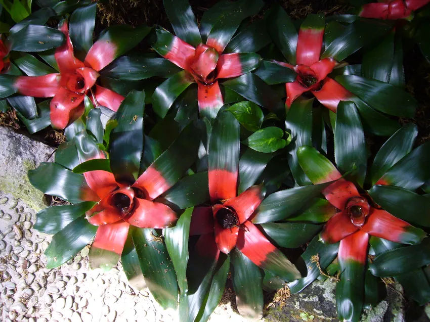 Plante guzmania sanguinea montrant ses caractéristiques typiques