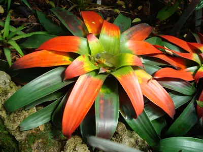 Image miniature guzmania sanguinea
