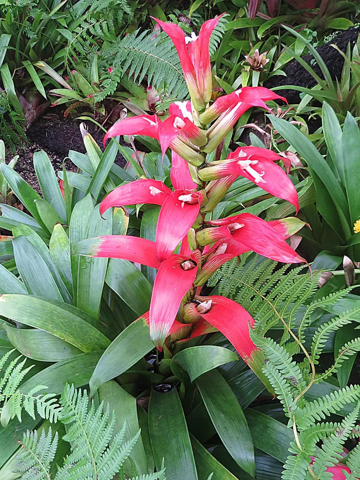 Plante guzmania wittmackii montrant ses caractéristiques typiques