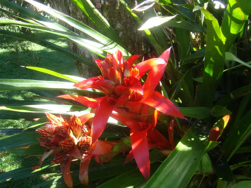 Plante guzmania wittmackii montrant ses caractéristiques typiques