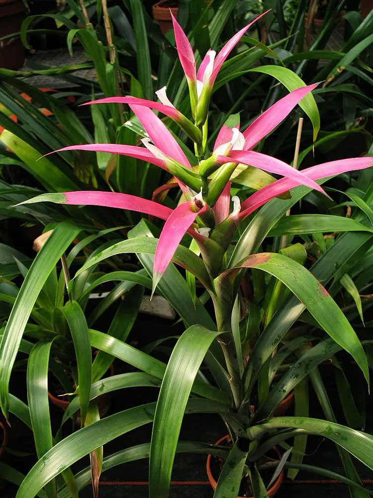 Plante guzmania wittmackii montrant ses caractéristiques typiques
