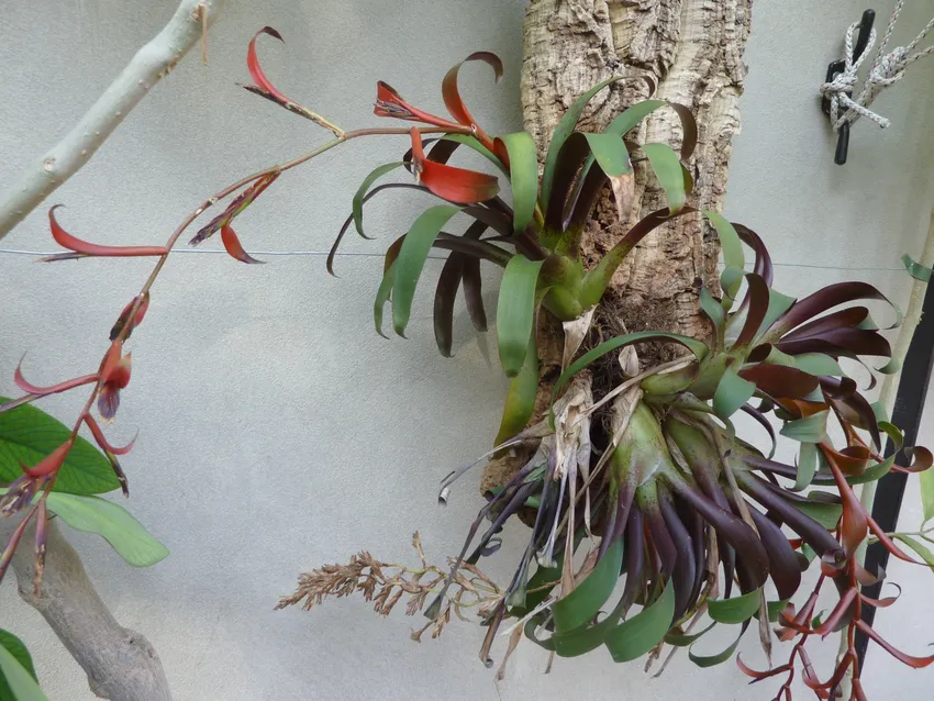 Plante guzmania wittmackii montrant ses caractéristiques typiques