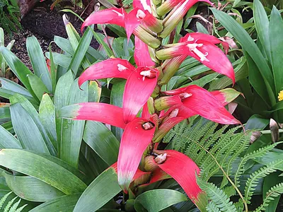 Image miniature guzmania wittmackii