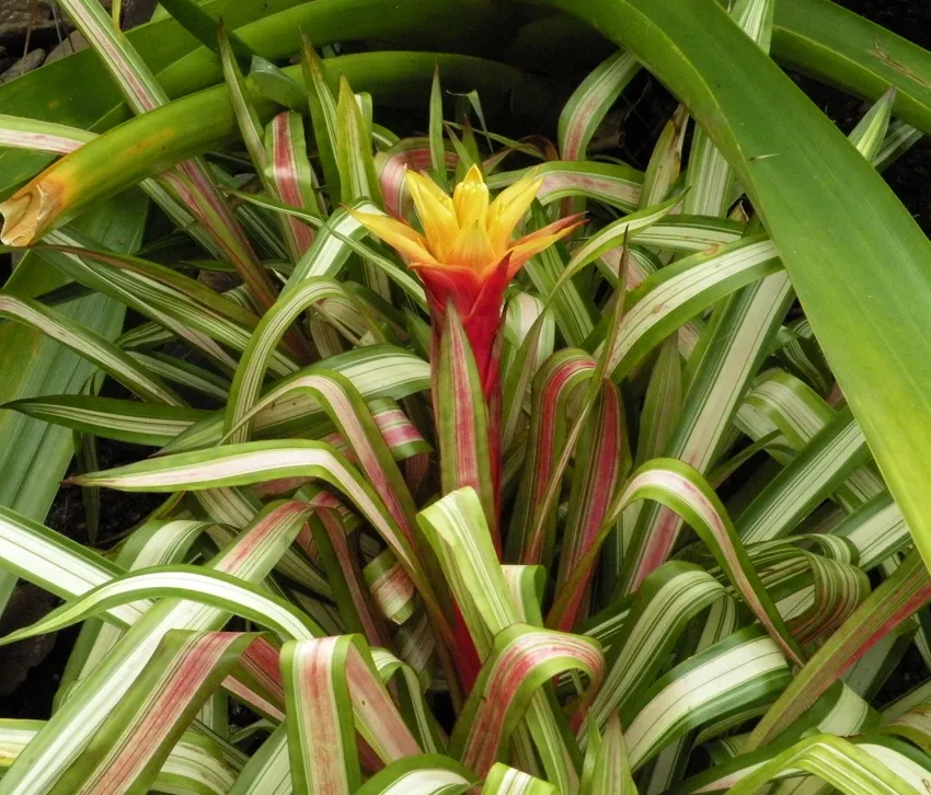 Plante guzmania zahnii montrant ses caractéristiques typiques