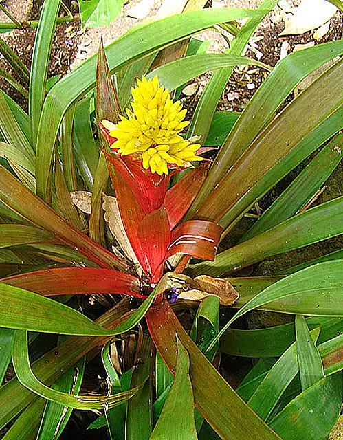 Plante guzmania zahnii montrant ses caractéristiques typiques