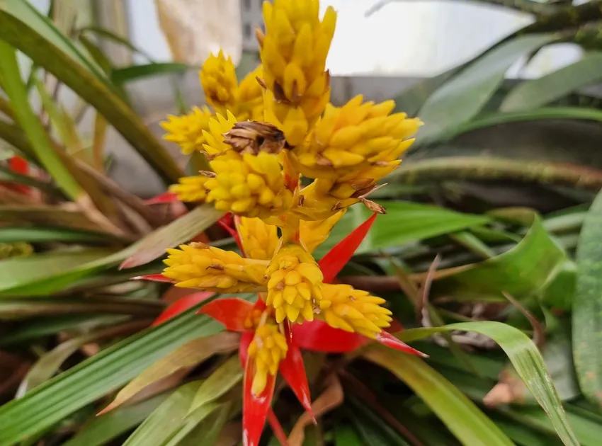Plante guzmania zahnii montrant ses caractéristiques typiques