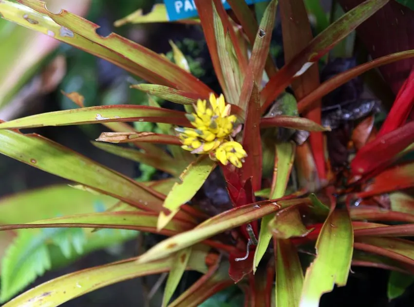 Plante guzmania zahnii montrant ses caractéristiques typiques
