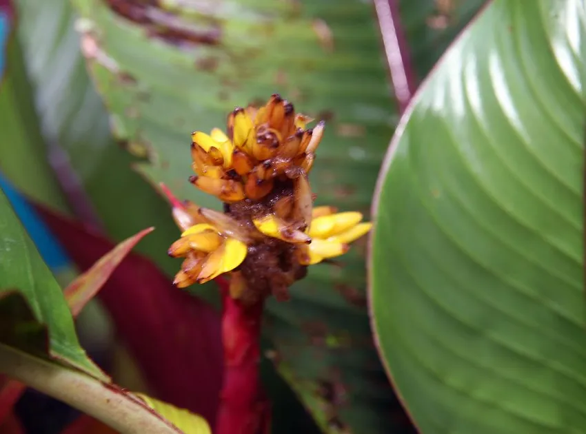 Plante guzmania zahnii montrant ses caractéristiques typiques