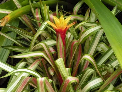 Image miniature guzmania zahnii