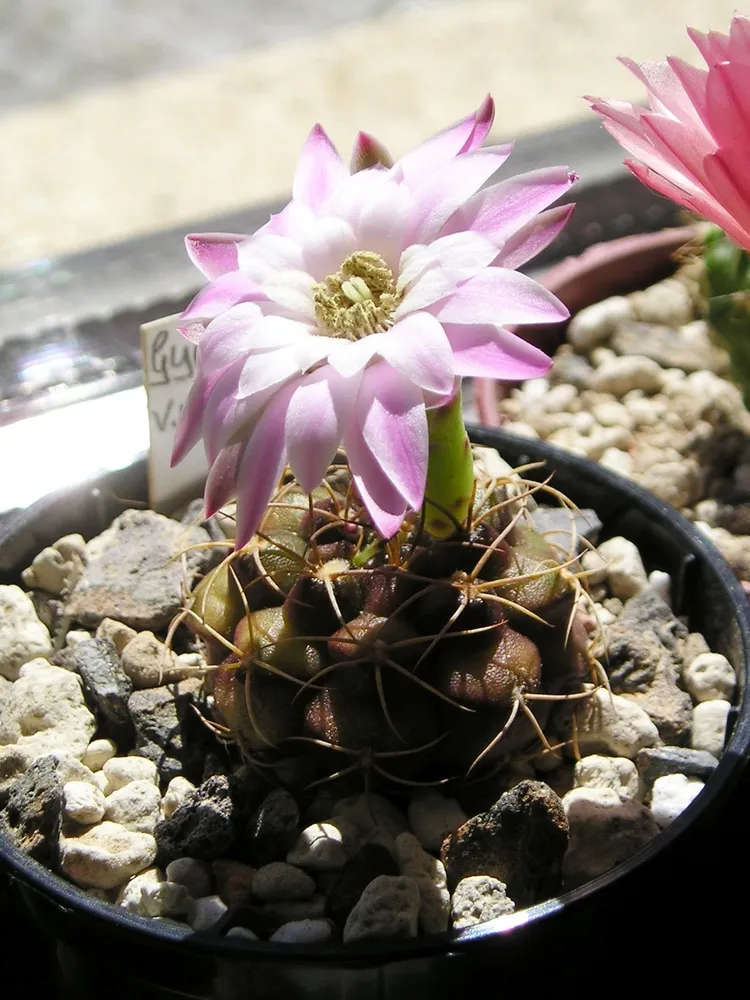 Plante gymnocalycium anisitsii montrant ses caractéristiques typiques