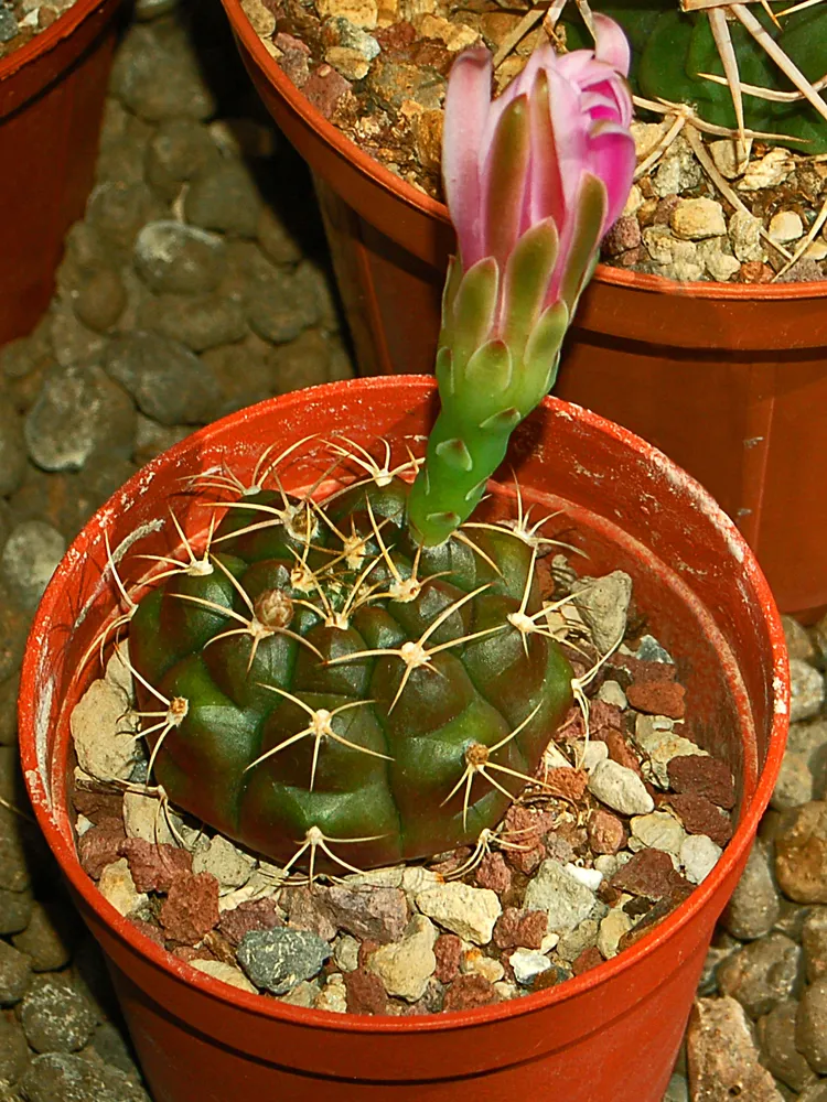 Plante gymnocalycium anisitsii montrant ses caractéristiques typiques