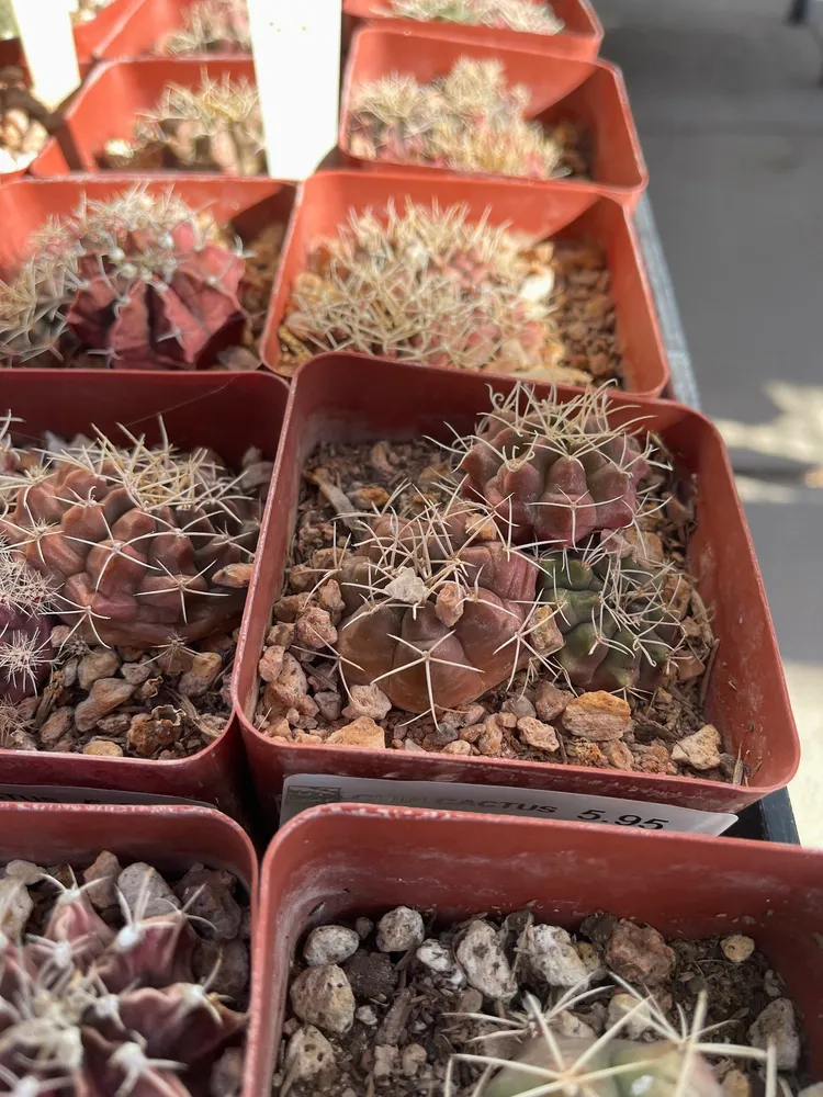 Plante gymnocalycium anisitsii montrant ses caractéristiques typiques