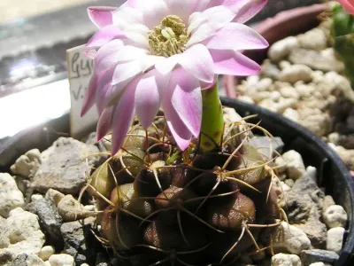 Image miniature de gymnocalycium anisitsii