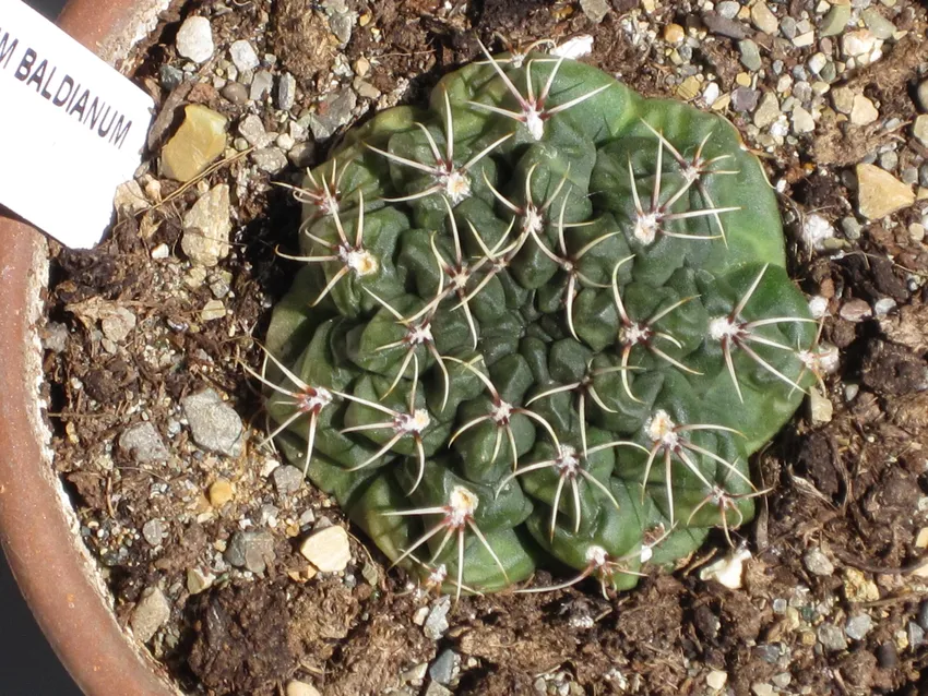 Plante gymnocalycium baldianum montrant ses caractéristiques typiques