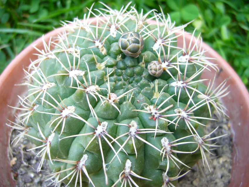 Plante gymnocalycium baldianum montrant ses caractéristiques typiques