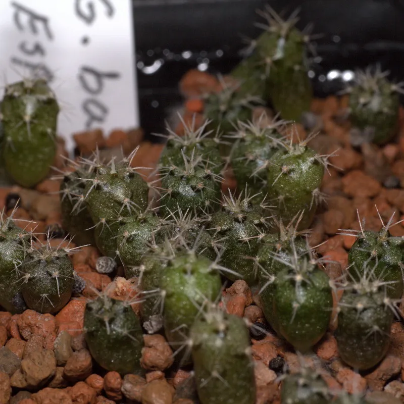 Plante gymnocalycium baldianum montrant ses caractéristiques typiques