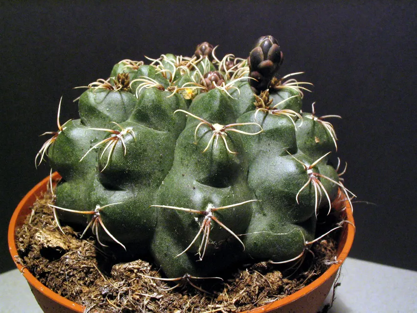 Plante gymnocalycium baldianum montrant ses caractéristiques typiques