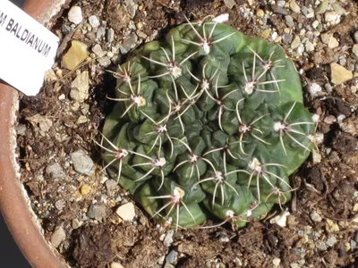 Image miniature de gymnocalycium baldianum