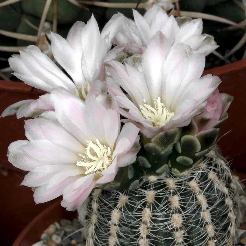 Plante gymnocalycium bruchii montrant ses caractéristiques typiques