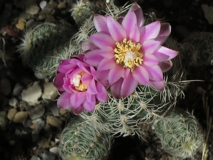 Plante gymnocalycium bruchii montrant ses caractéristiques typiques