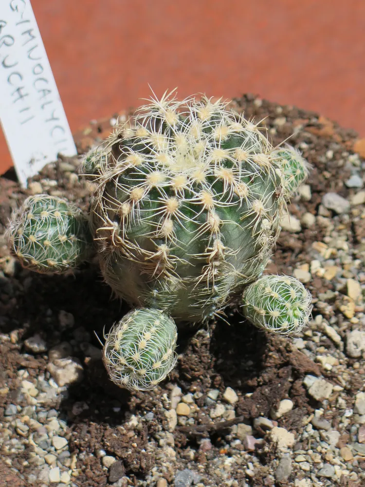 Plante gymnocalycium bruchii montrant ses caractéristiques typiques