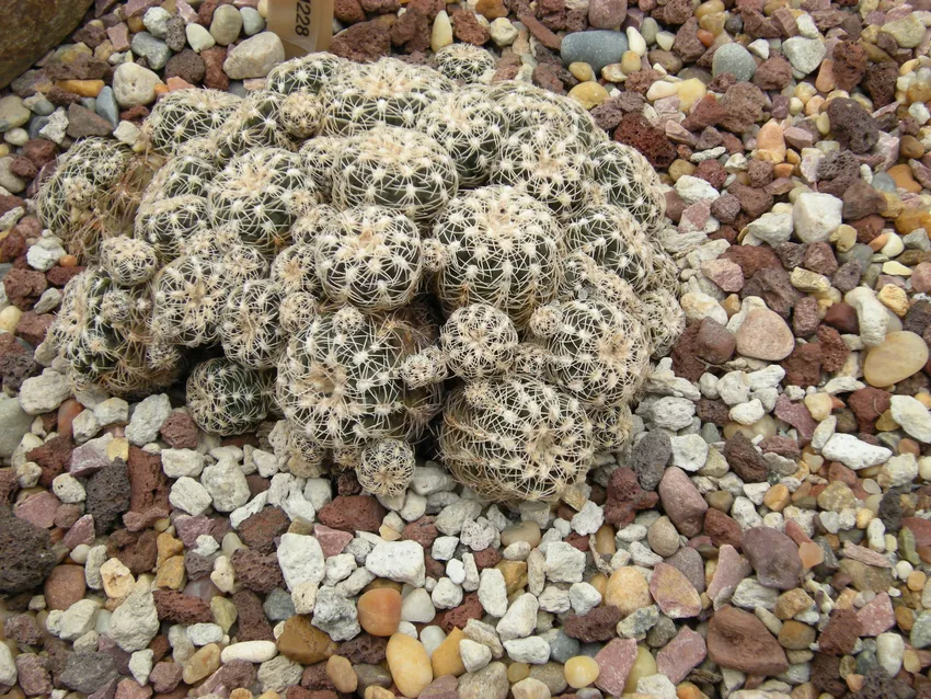 Plante gymnocalycium bruchii montrant ses caractéristiques typiques