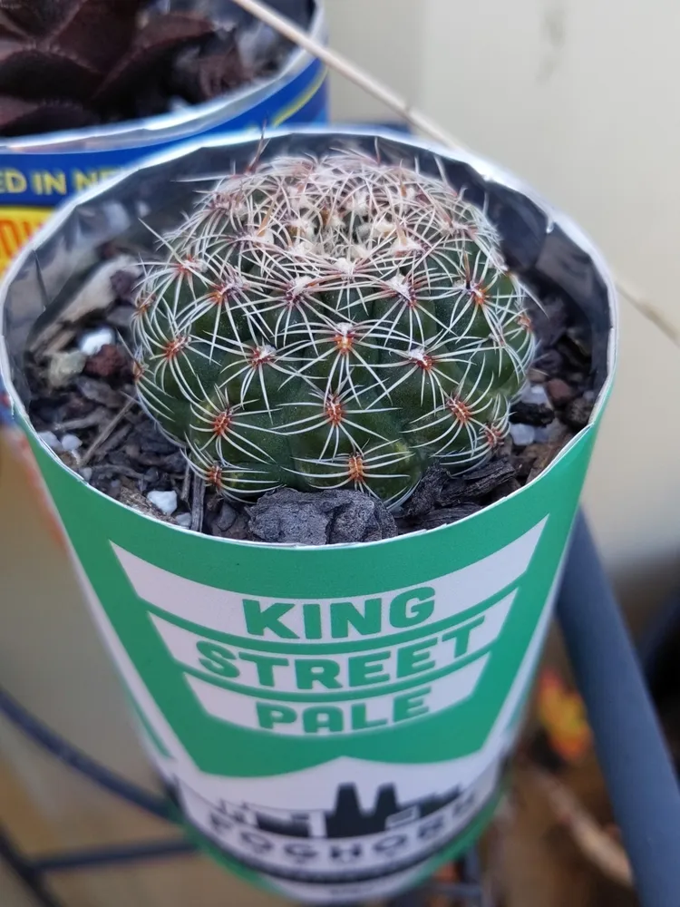 Plante gymnocalycium bruchii montrant ses caractéristiques typiques