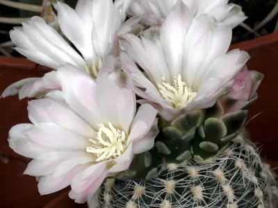 Image miniature de gymnocalycium bruchii