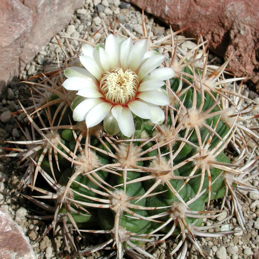 Plante gymnocalycium castellanosii montrant ses caractéristiques typiques