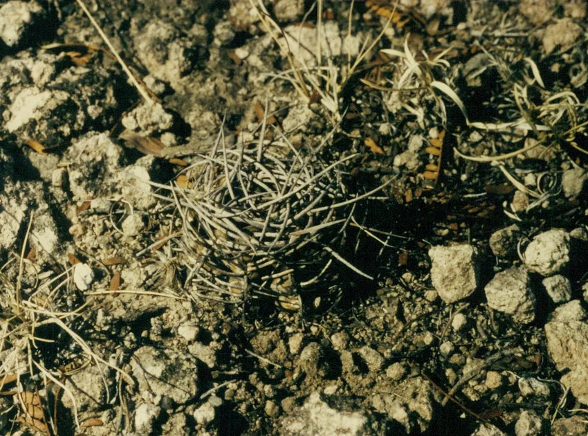 Plante gymnocalycium castellanosii montrant ses caractéristiques typiques