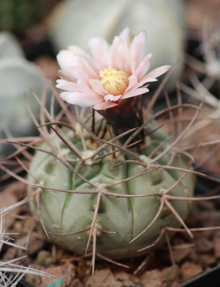 Plante gymnocalycium castellanosii montrant ses caractéristiques typiques