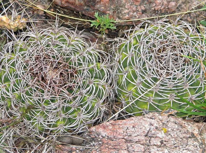 Plante gymnocalycium castellanosii montrant ses caractéristiques typiques