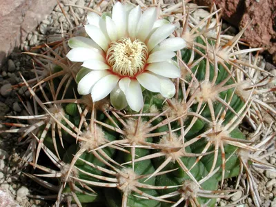 Image miniature de gymnocalycium castellanosii