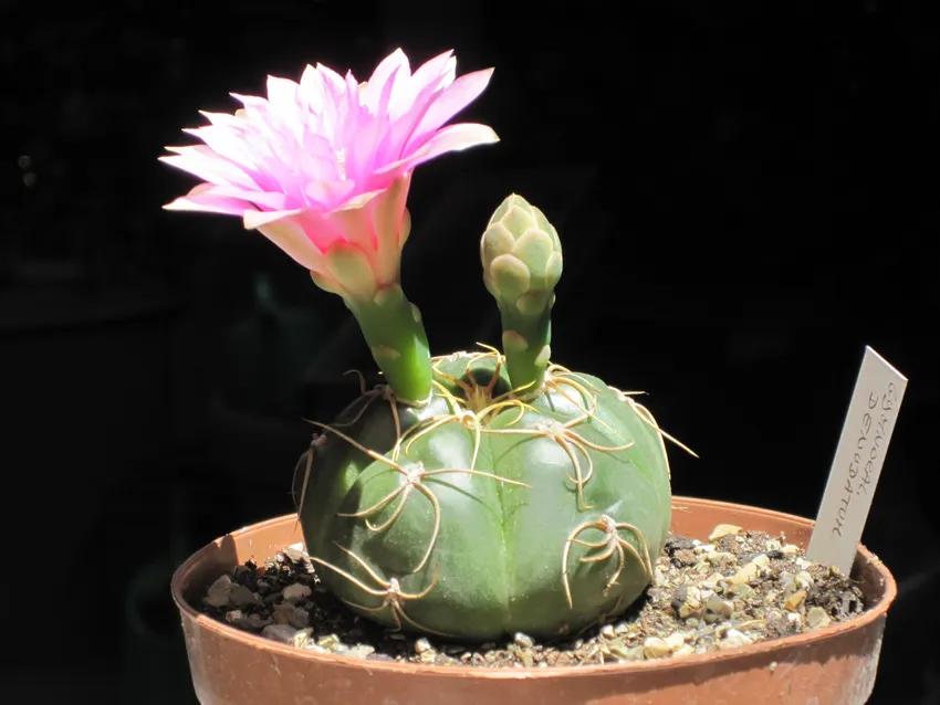 Plante gymnocalycium denudatum montrant ses caractéristiques typiques