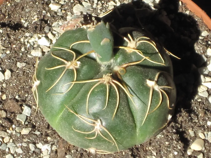 Plante gymnocalycium denudatum montrant ses caractéristiques typiques