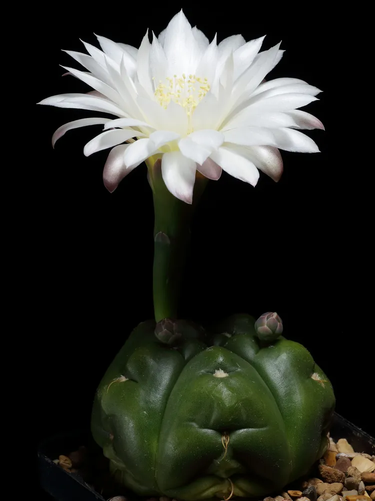 Plante gymnocalycium denudatum montrant ses caractéristiques typiques