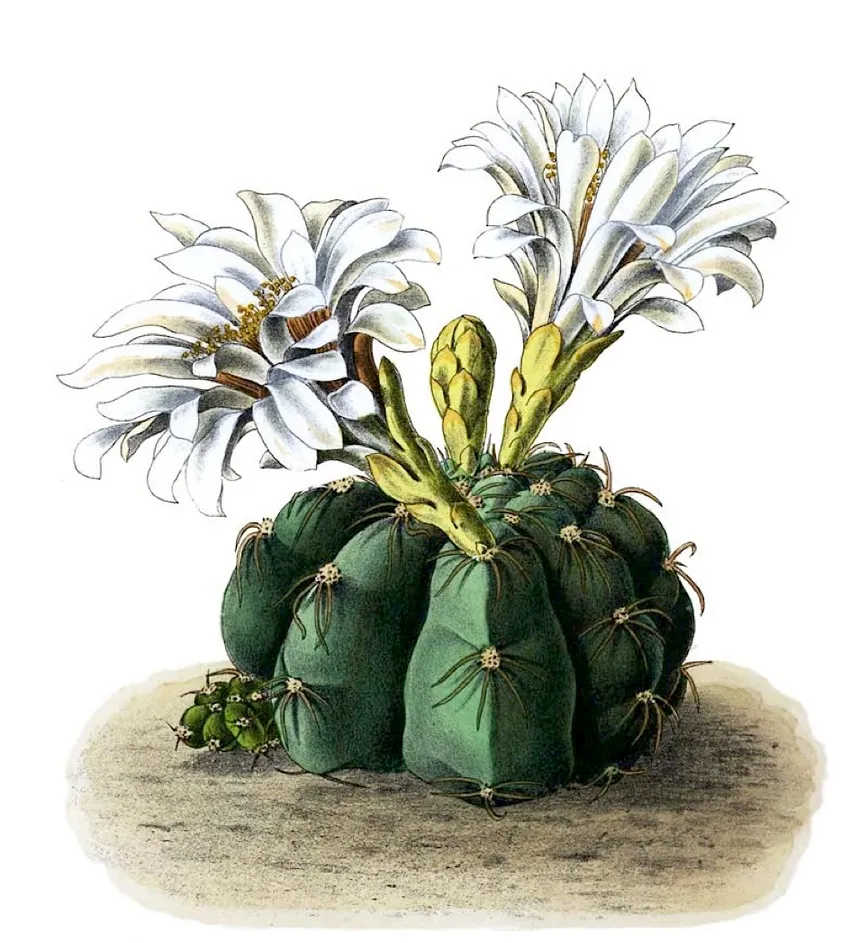 Plante gymnocalycium denudatum montrant ses caractéristiques typiques