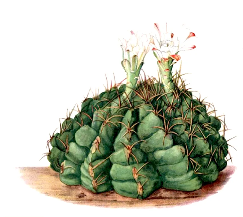 Plante gymnocalycium denudatum montrant ses caractéristiques typiques